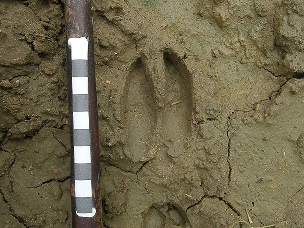 Fieldnotes: 25th August 2008 – Tracking » roe-deer-track