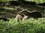 badger-sow-with-cubs