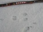 Rabbit track in snow