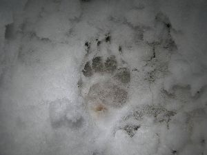 Track of badger's forepaw - note the claws