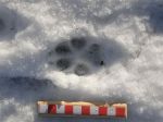 Dog track in snow 2