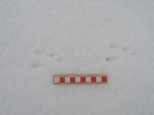 Unidentified Tracks in Snow