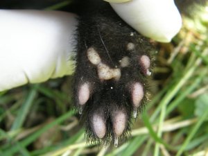Polecat hind (rear) paw