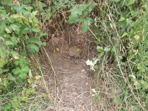 Wasps nest dug out by a badger 1