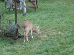 Chinese Water Deer at the bird table