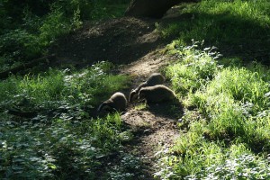 The adult badger and cubs at the west end of the sett