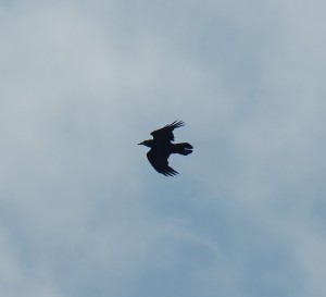 Raven in Turkey