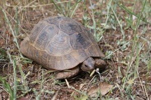 Wild Turkish Tortoise