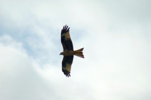Woburn Red Kite
