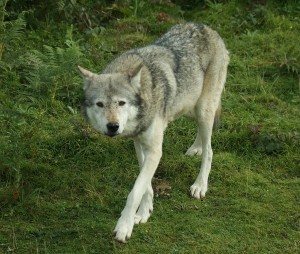 Wolf - looking menacing