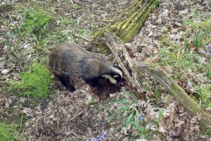 Badger foraging under fallen logs