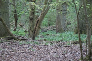 Badger in the distance
