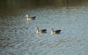 Greylag Geese on the lake
